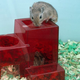 Illustration for article titled Gerbil Running Late Will Have To Eat Her Babies On The Go